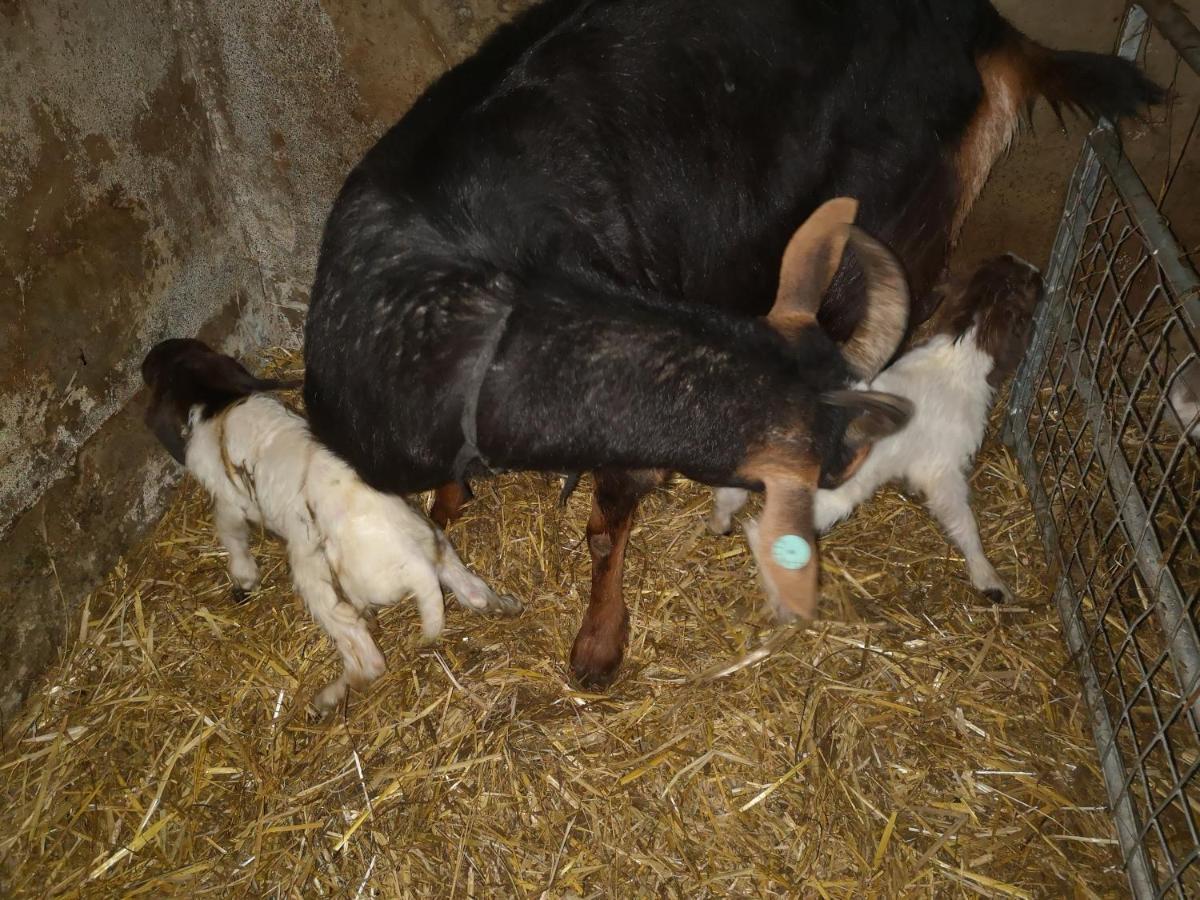 הוילה Thirlmere Stybeck Farm מראה חיצוני תמונה
